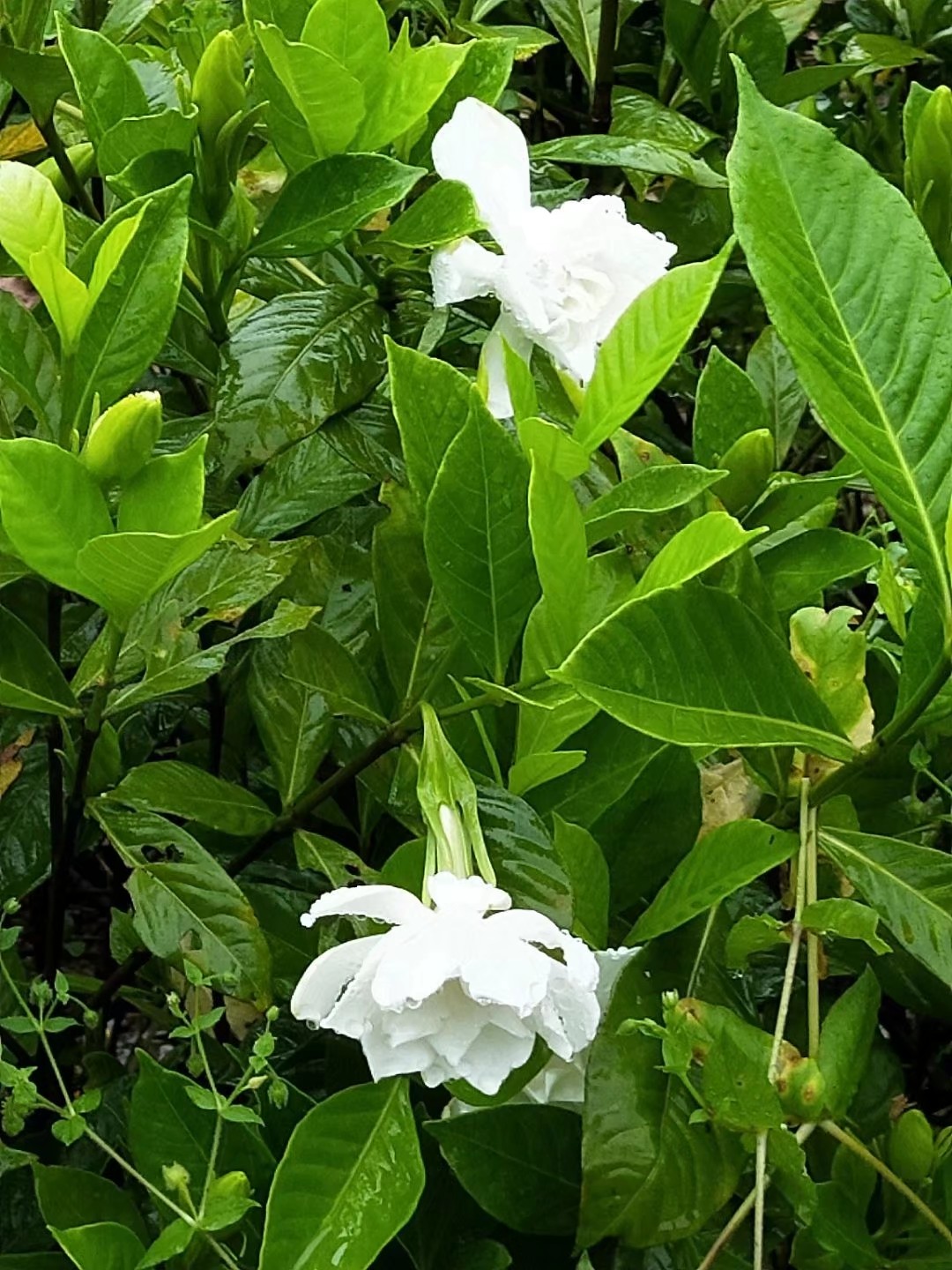  梔子花大葉梔子