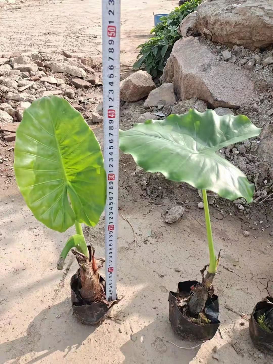 滴水观音盆栽 室内绿植 大叶霸王芋客厅盆景花卉海芋水培净化