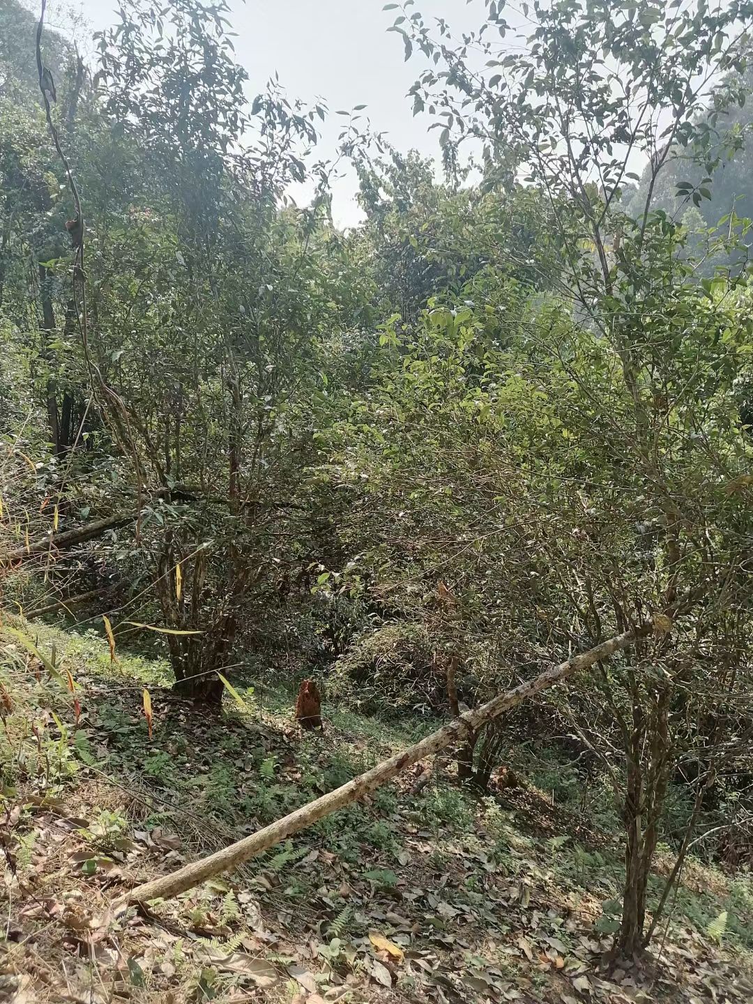古树茶 普洱六大古茶山莽枝春茶