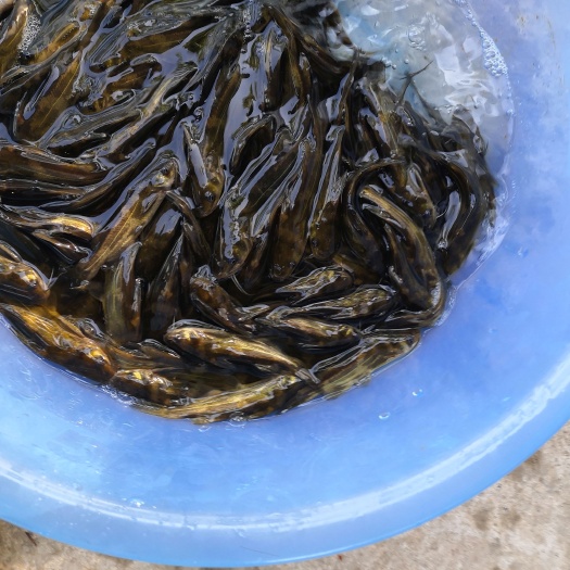 黄骨鱼苗 黄骨鱼，黄桑鱼