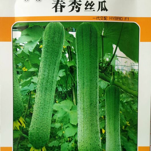 丝瓜种子 杂交肉（科光春秀）