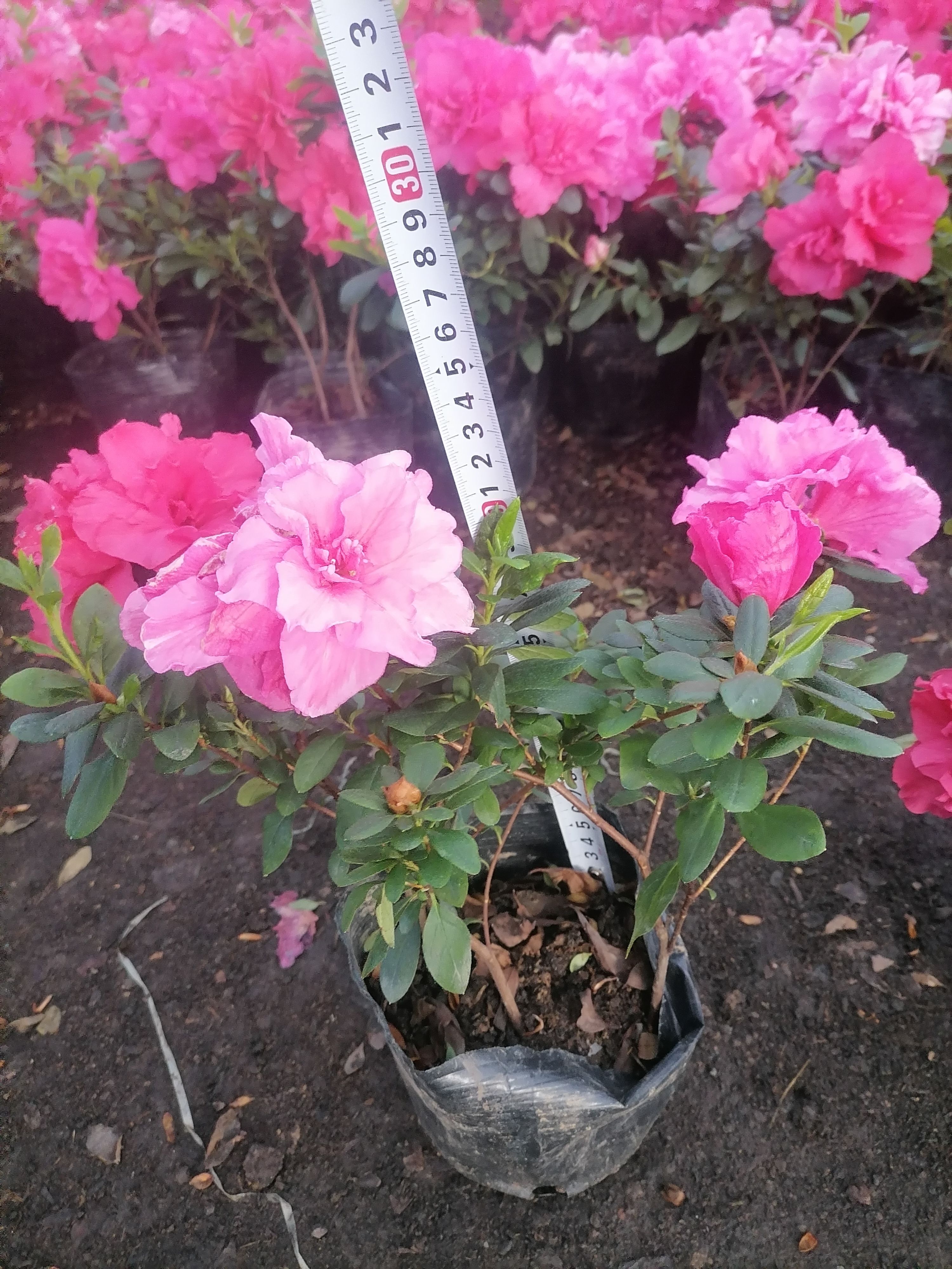 杜鹃苗 比利时杜鹃   西洋杜鹃    苗地直销