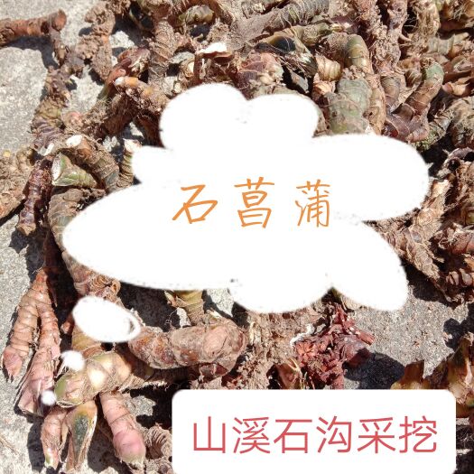 中药材石菖蒲，石菖蒲，干净无硫，石沟自然生长