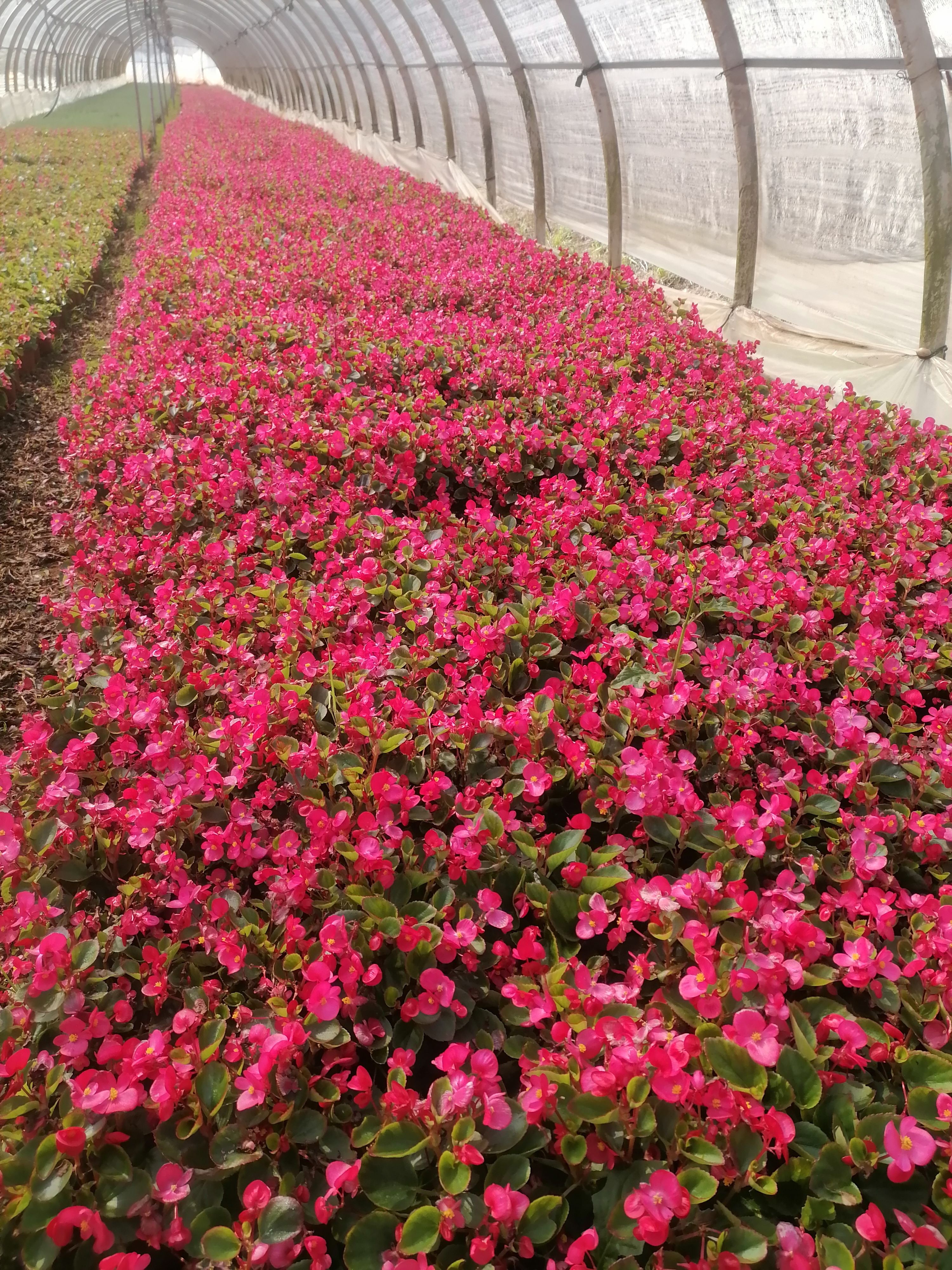 海棠  四季海棠   紅花綠葉海棠   苗地直銷