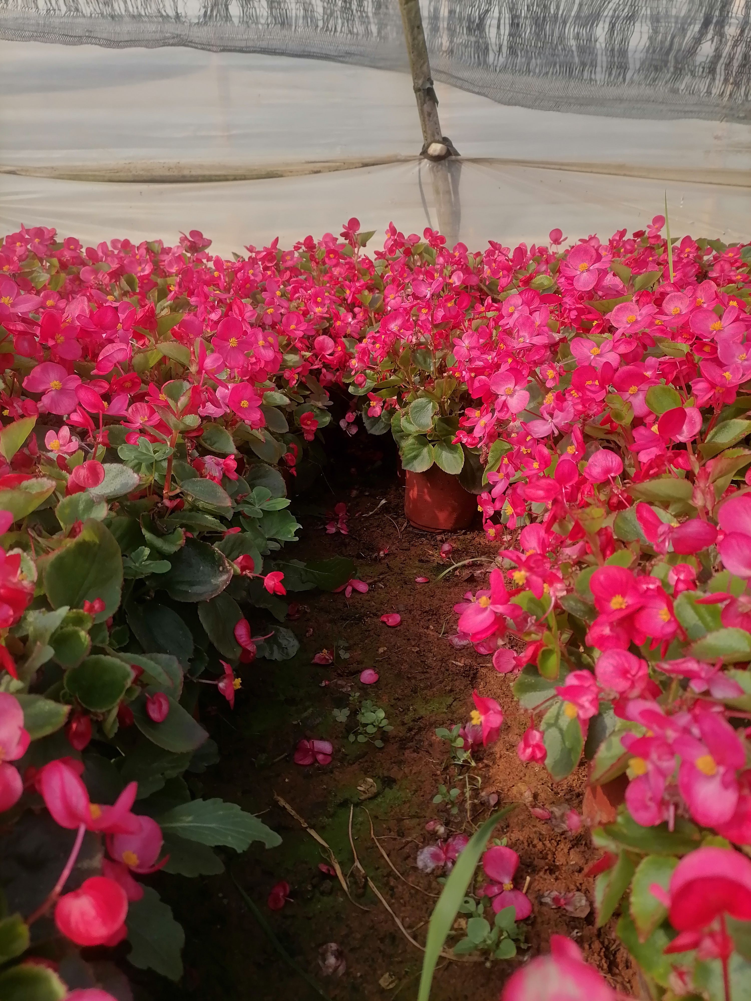 海棠  四季海棠   紅花綠葉海棠   苗地直銷