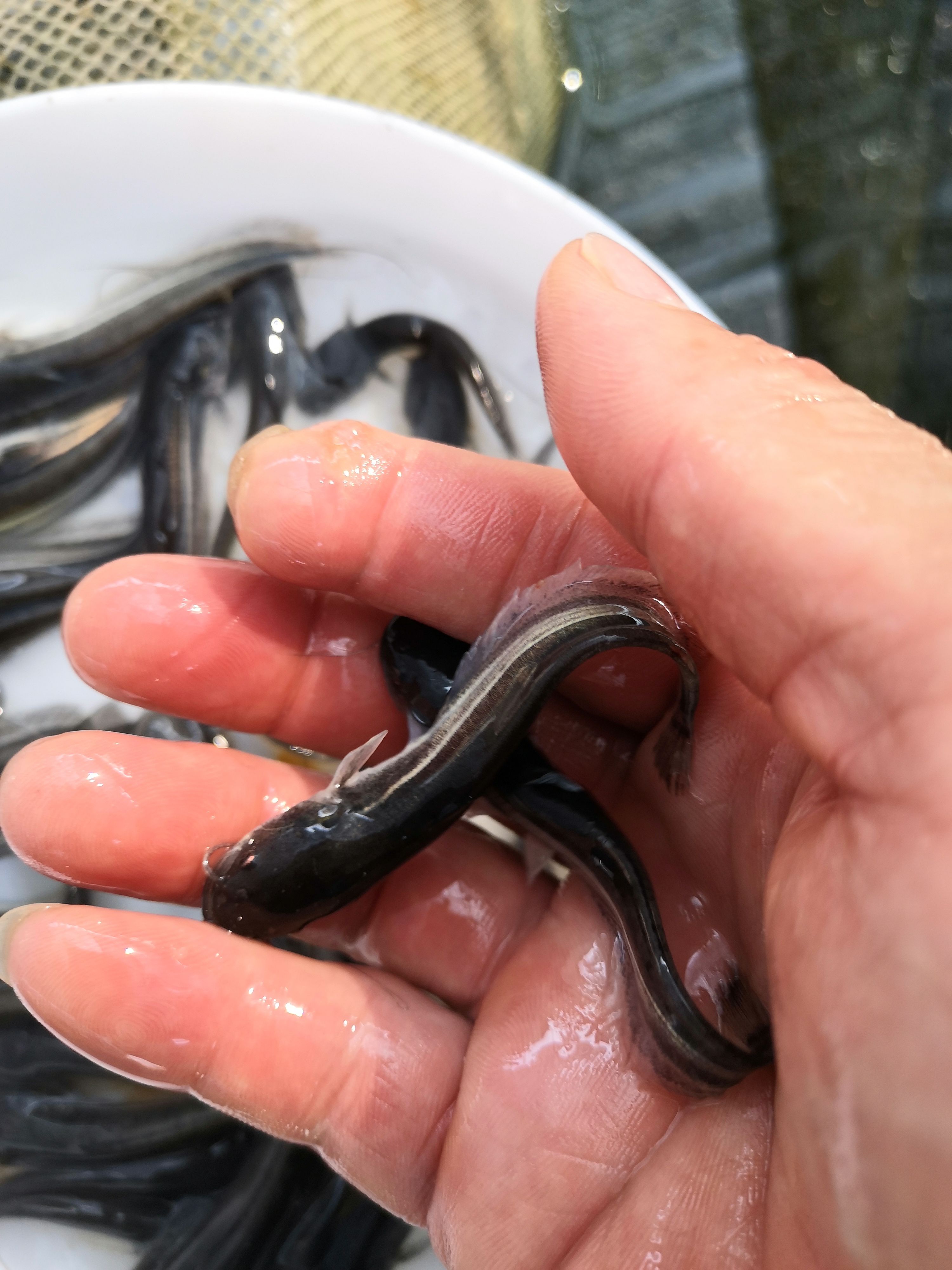 鯰魚苗 優(yōu)質鯰魚，大口鯰魚，