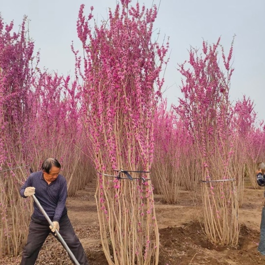 沭阳县丛生紫荆 2~3米 4公分以下 2~4公分 2~3米 带土球