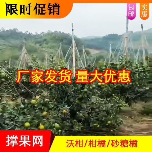 无棣县爬藤网 沃柑撑果网柑橘砂糖桔撑果网吊果网沃柑挂果网果树吊果撑
