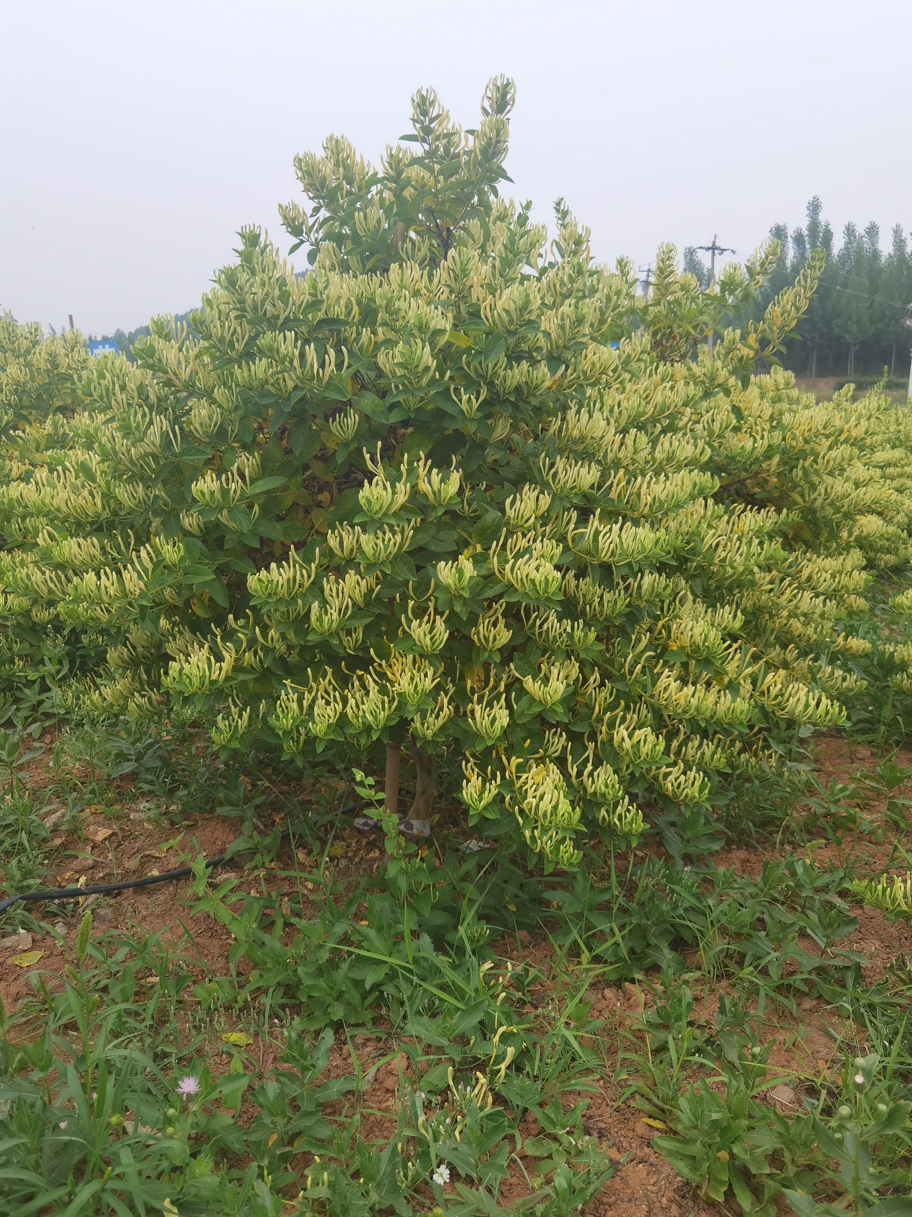 鲁新一号金银花苗  北花一号金银花苗三年苗 长时间不开放