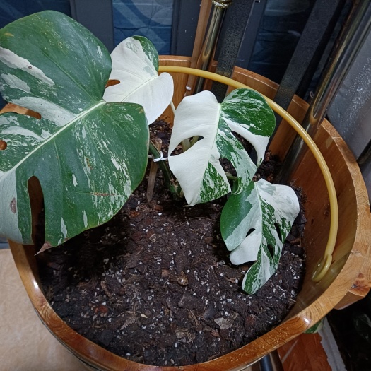 深圳白锦龟背竹