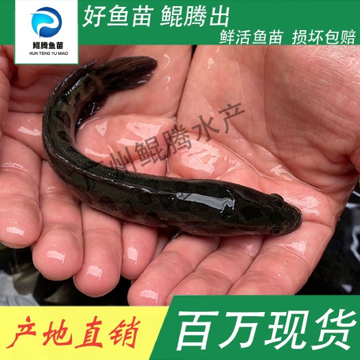 广州乌鳢苗   鲲腾鱼苗 好鱼苗鲲腾出 产地直销百万现货