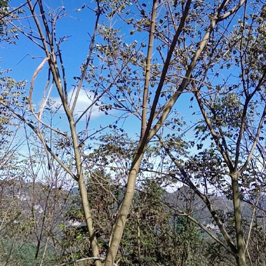六盘水 川黄柏   十年树龄
