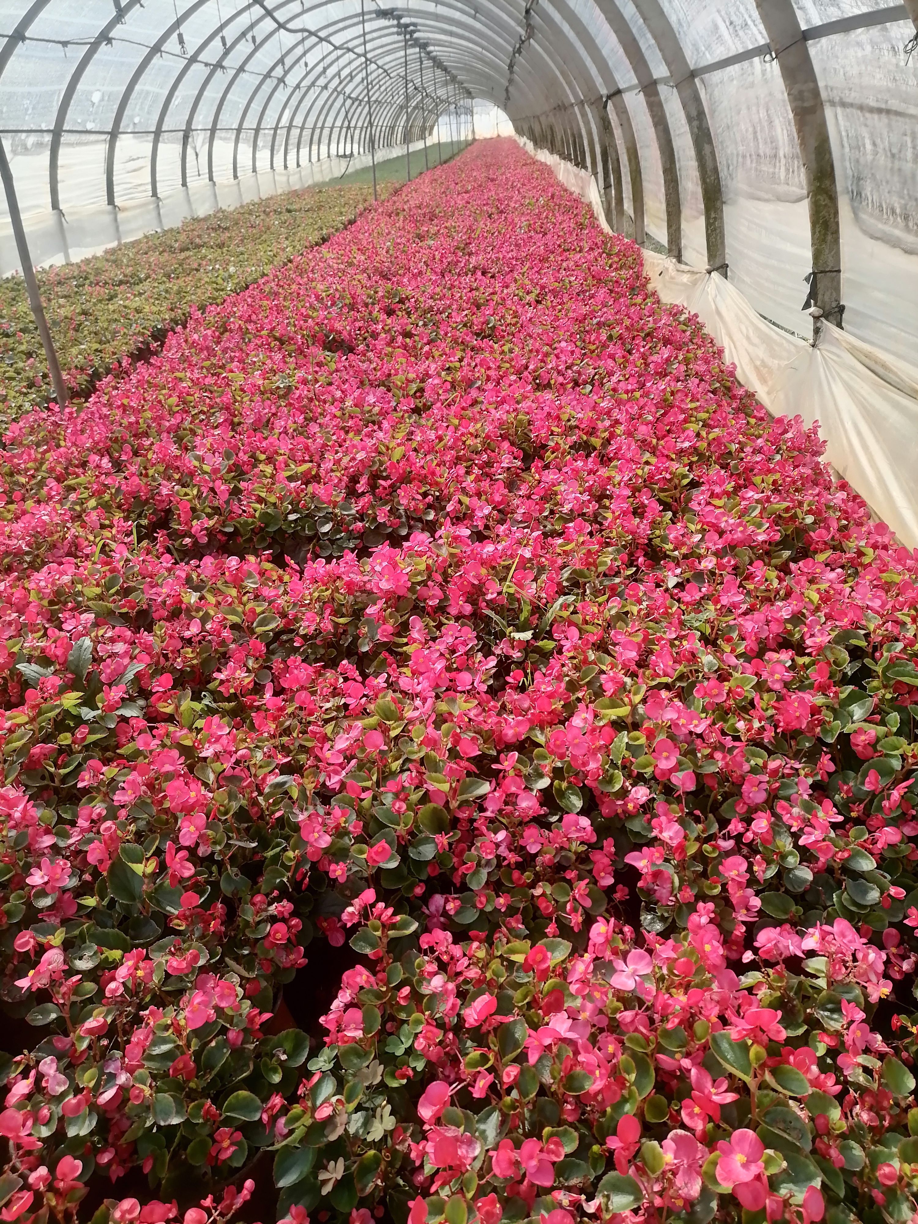 海棠  四季海棠   紅花綠葉海棠   苗地直銷