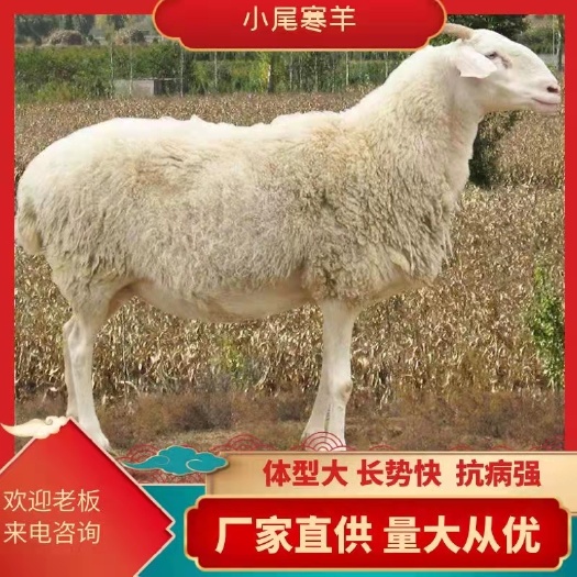 郓城县绵羊  中华魂宝小尾寒羊体型大长势快！