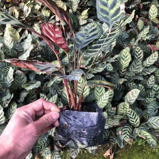 广州【基地直供】批发孔雀竹芋工程绿化绿植盆栽办公室小盆栽花卉