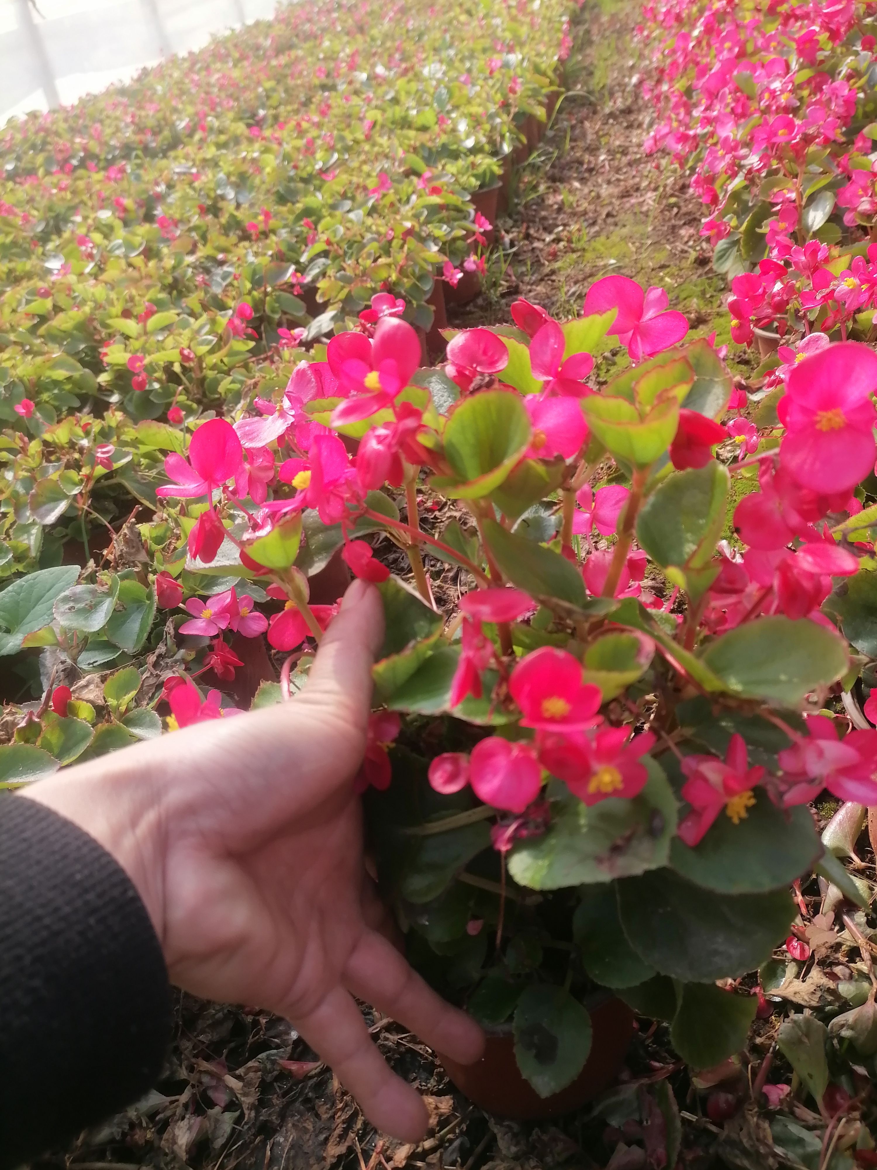 海棠  四季海棠   紅花綠葉海棠   苗地直銷