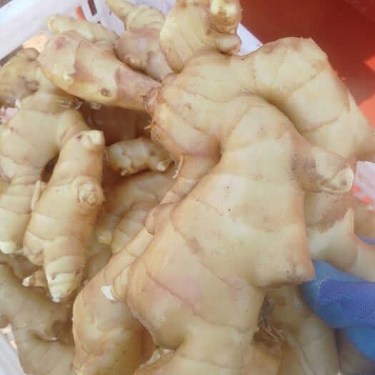 行唐县 优质生姜 面姜 大黄姜