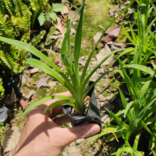 漳州大花萱草