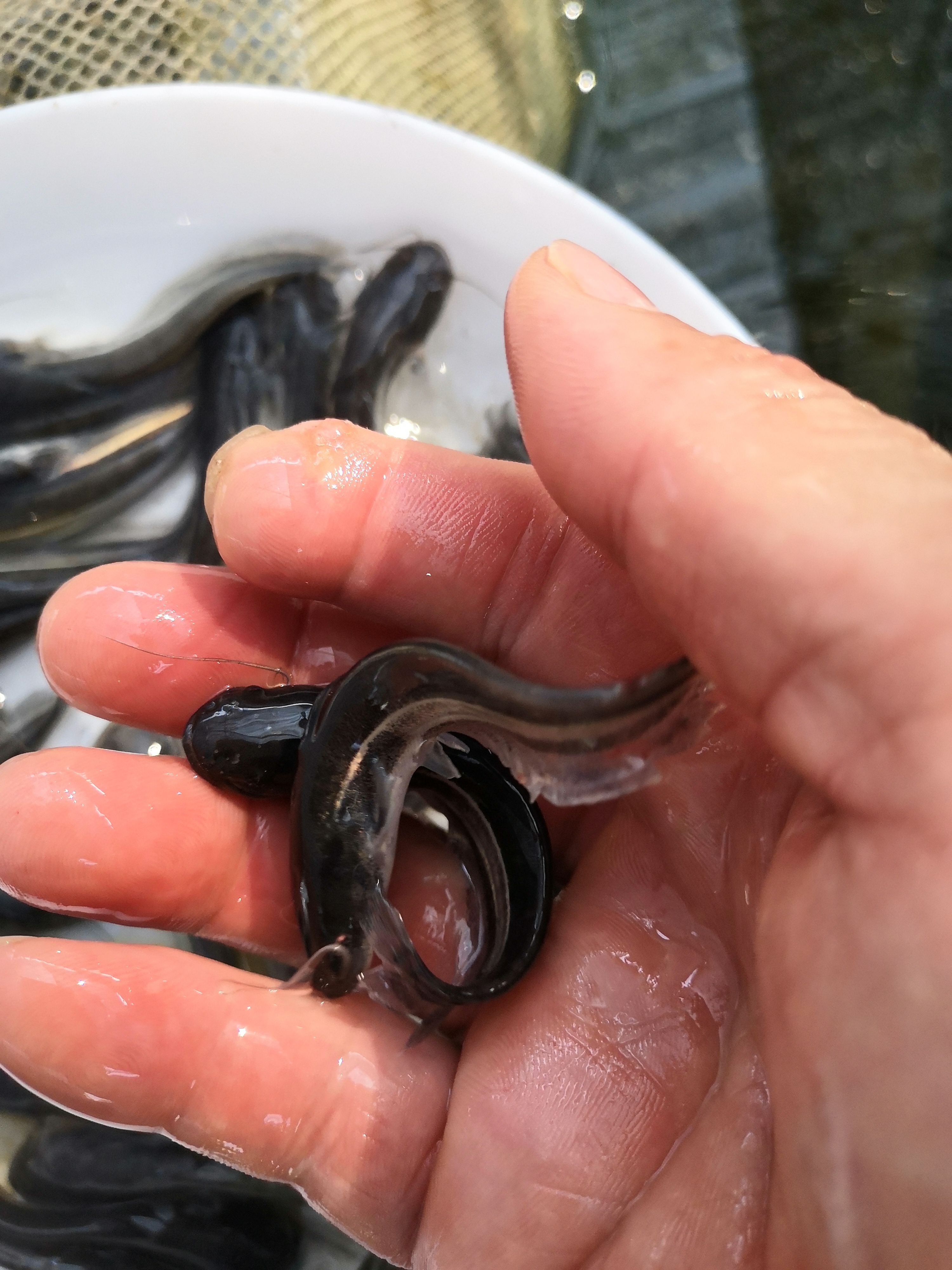 鯰魚苗 優(yōu)質鯰魚，大口鯰魚，