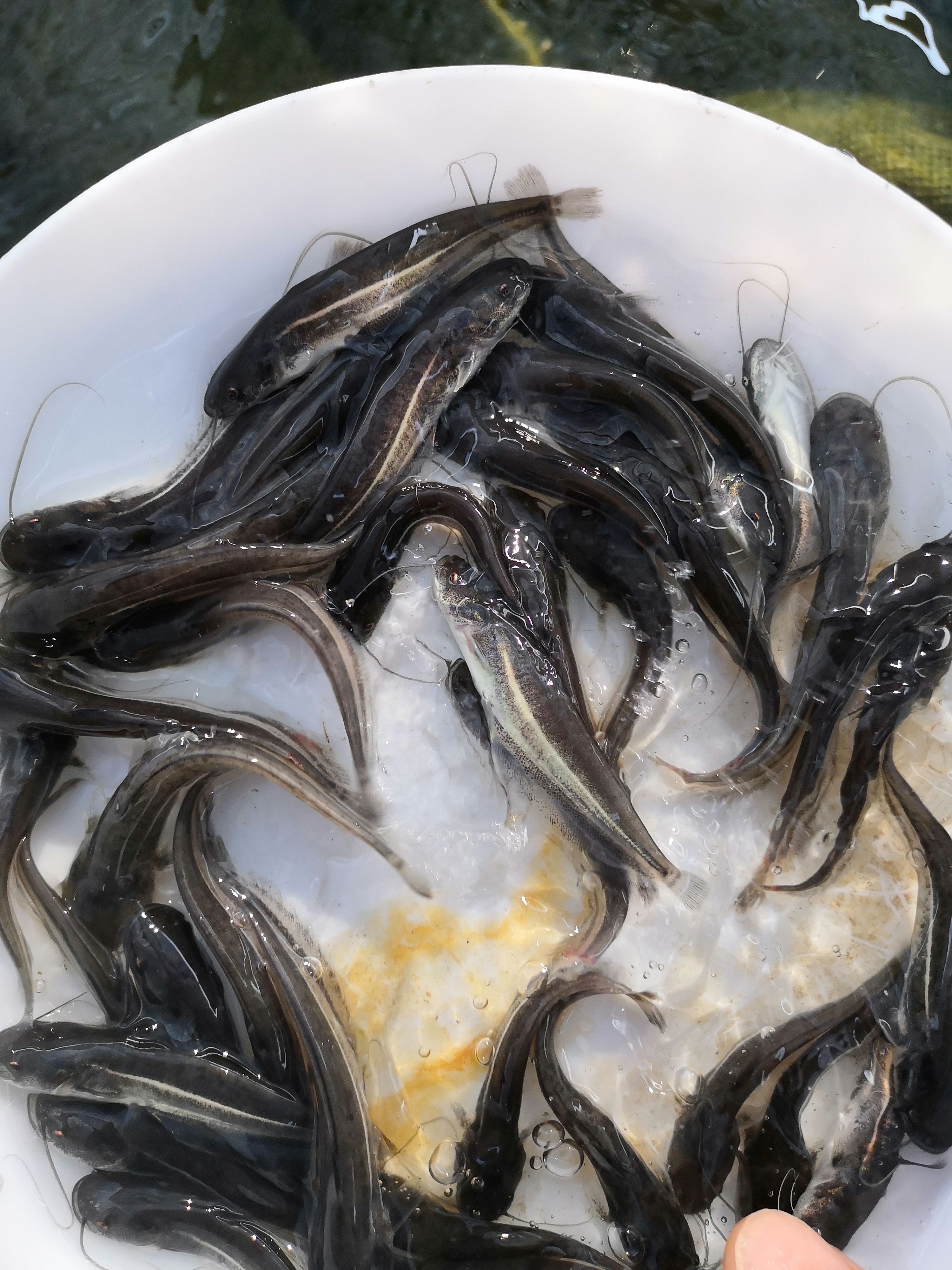 鯰魚苗 優(yōu)質鯰魚，大口鯰魚，