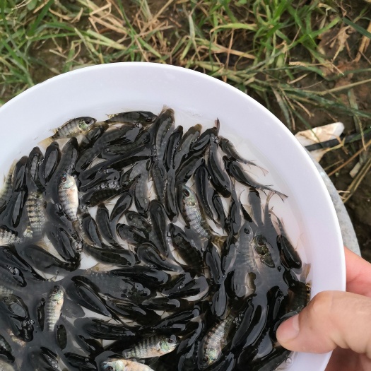 罗非鱼苗，海南一号罗非鱼苗。