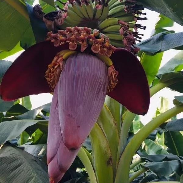 北蕉苗 芭蕉种苗芭苴板蕉苗
