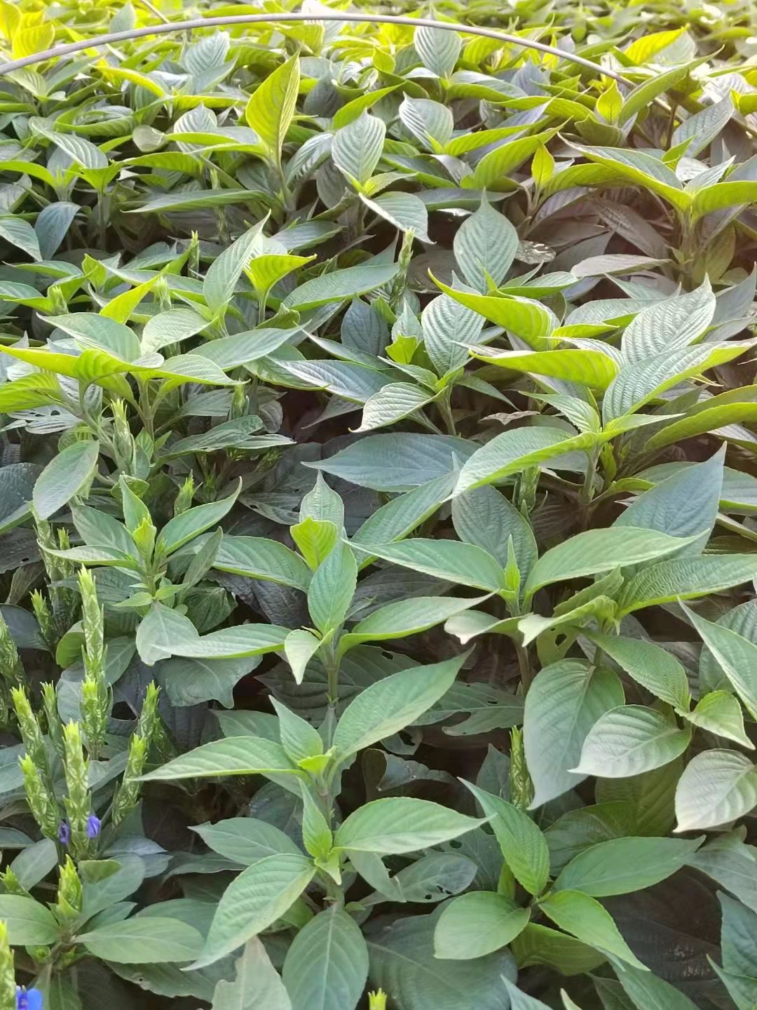  草花 可爱花袋苗可爱花工程绿化 盆栽用于室内布置 带花发