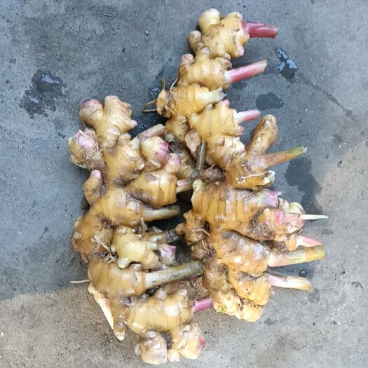 连南县 瑶山小黄姜