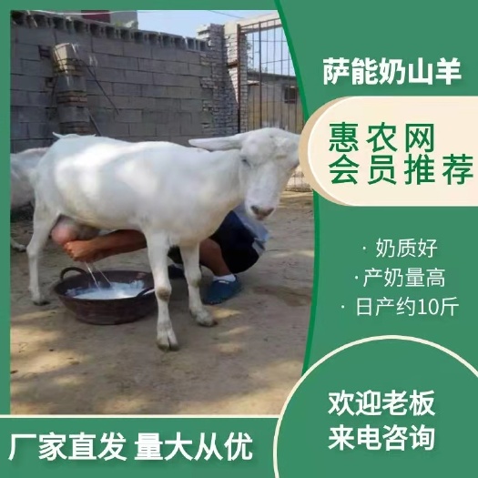 高产萨能奶山羊一天产奶10斤