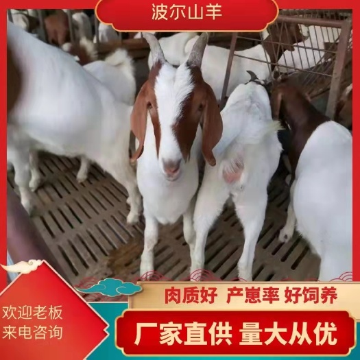 郓城县波尔山羊头胎受孕基础母羊产崽率高
