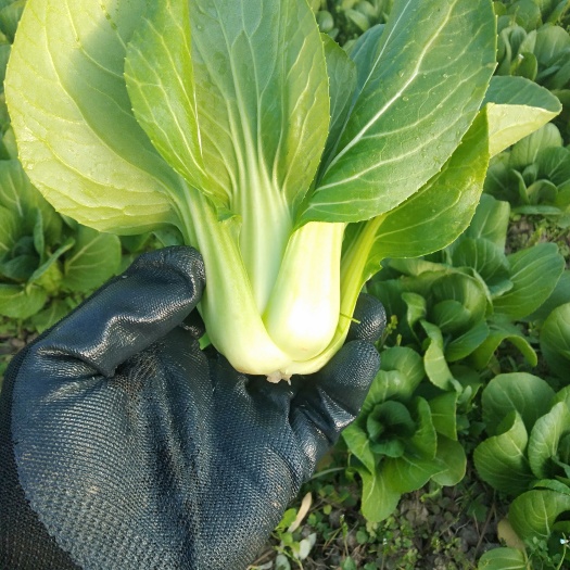 上海上海青蔬菜