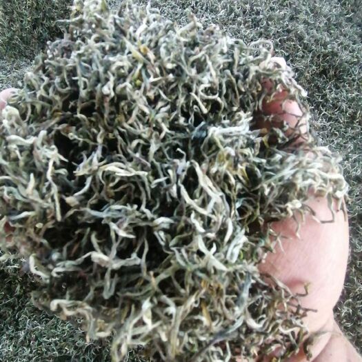 思茅白毫银针 普洱茶