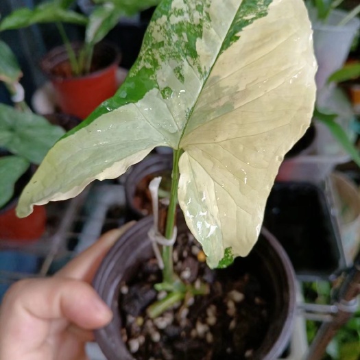 深圳黄锦合果芋