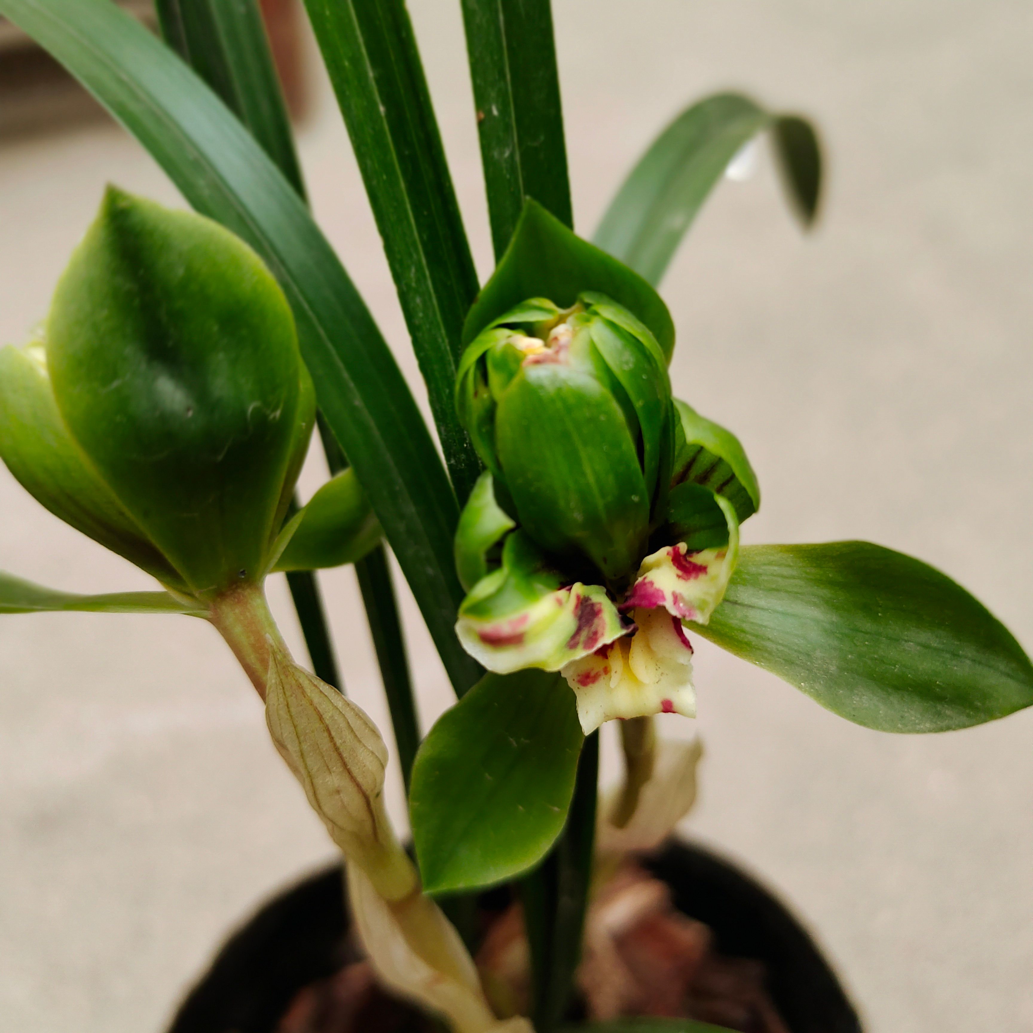 带花苞各种名品名花春兰下坡原生品种非科技兰珍藏品割爱分享