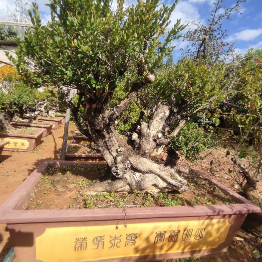 保山小叶黄杨 老桩黄杨，精品大小，实属难得