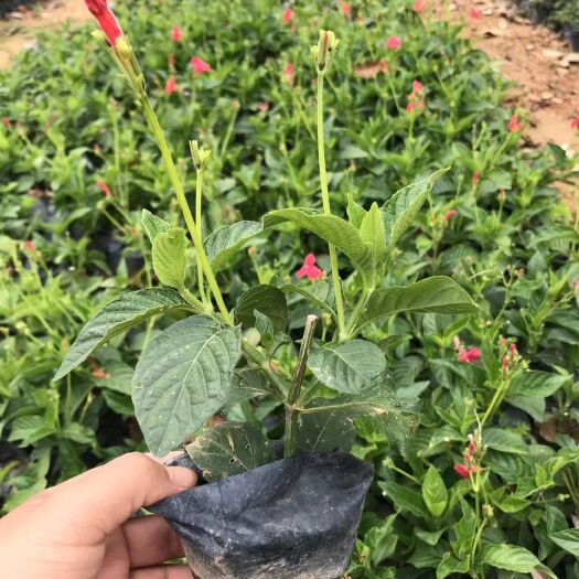 漳浦县大花芦莉     芦莉