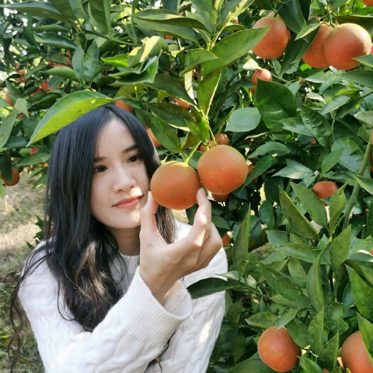 南充四川南充高坪塔罗科血橙，基地直供，现在完全充血，火热订货中