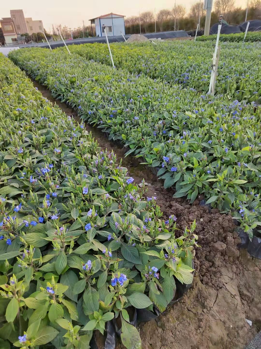  草花 可爱花袋苗可爱花工程绿化 盆栽用于室内布置 带花发
