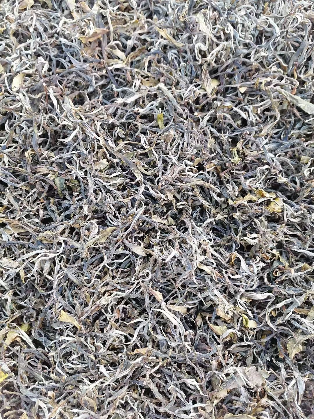 古树茶 普洱六大古茶山莽枝春茶