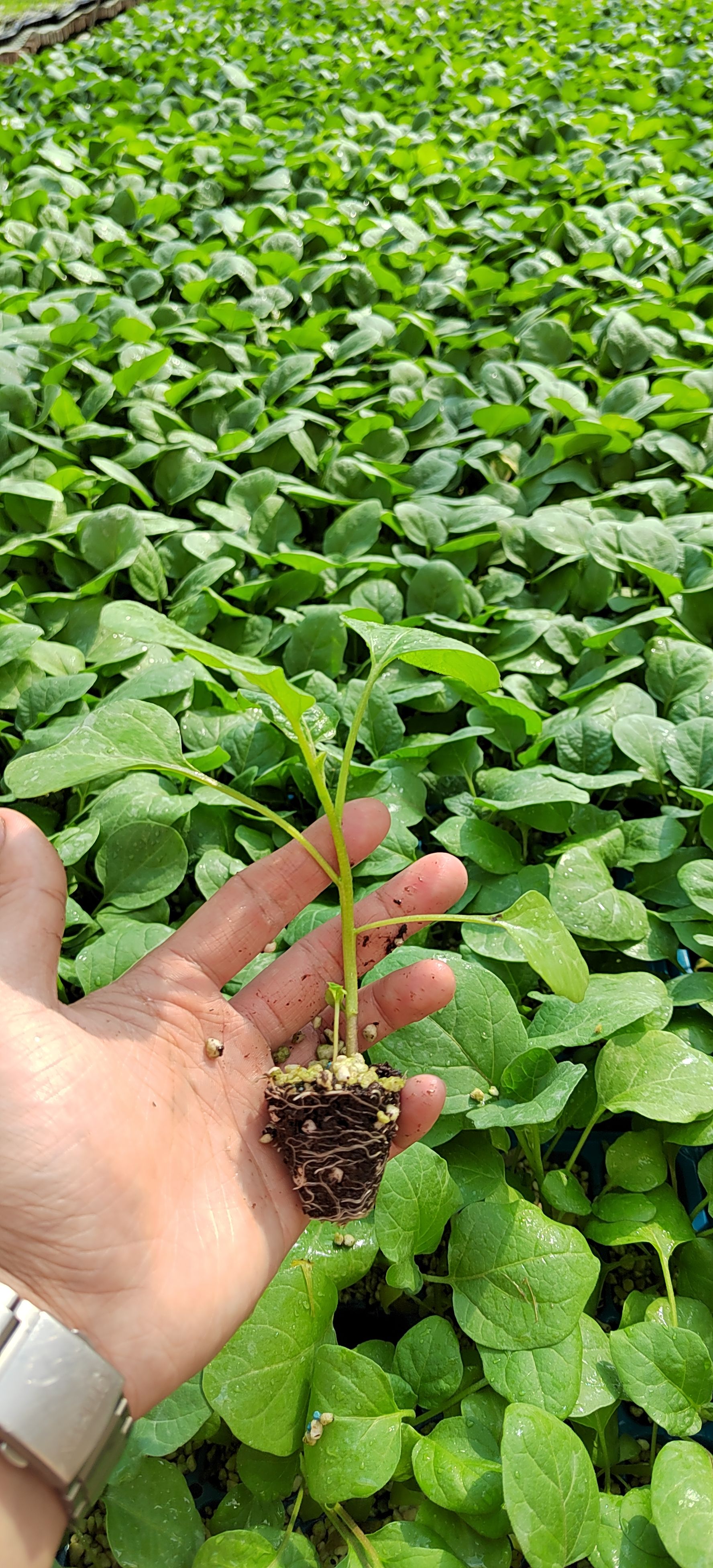 茄子苗 广西广东热销品种 长茄苗 圆茄苗 烧烤茄苗 品质有保