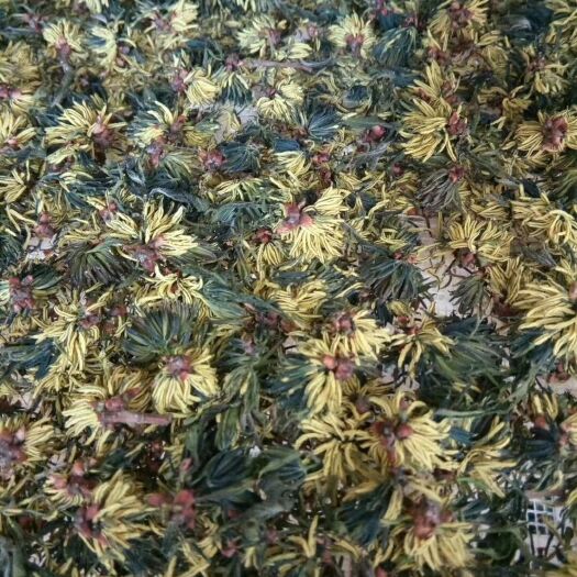 康县 杜仲雄花