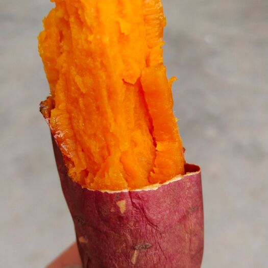 禹州市脱毒西瓜红红薯苗  原种脱毒西瓜红蜜薯，适应性强，产量高糯甜