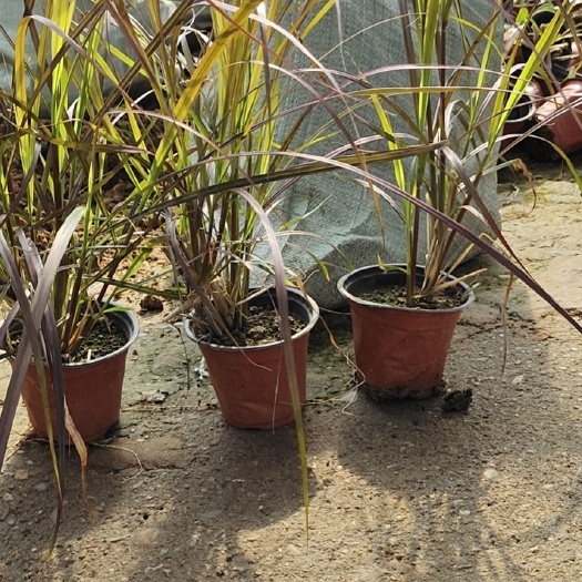 青州市紫叶狼尾草，火焰狼尾草，质量好高度40--50冠幅40左右