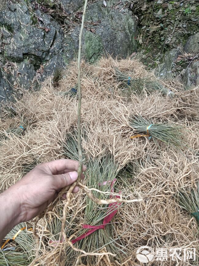 黄花倒水莲种苗 黄花倒水莲苗