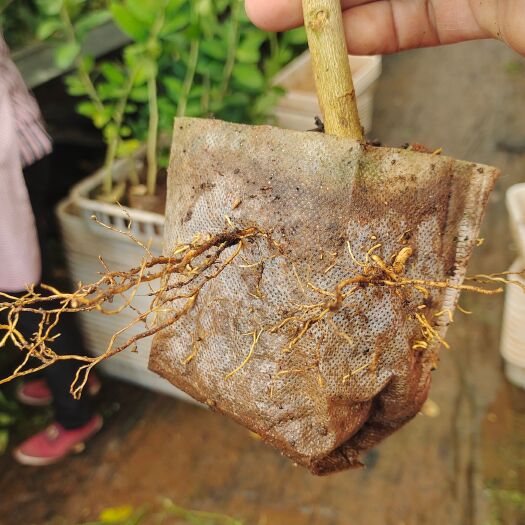 巍山县香水柠檬苗  广东香水柠檬，四季开花结果，手打柠檬茶、大口茶
