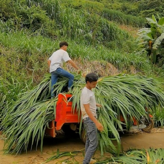牧草种节新型皇竹草种苗牛羊养殖专用