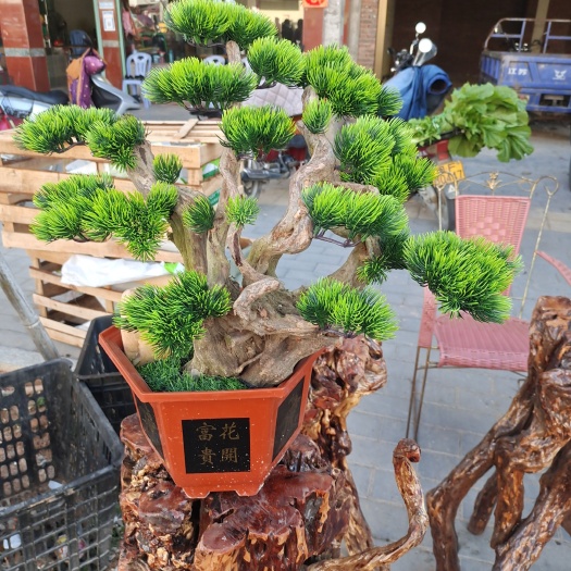 仿真花草 仿真罗汉松盆景 杜鹃老桩不用浇水懒人花福建龙岩基地