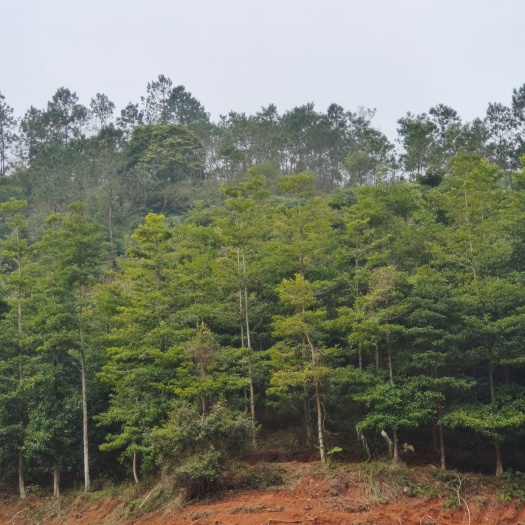 阳春市 杜英15－20