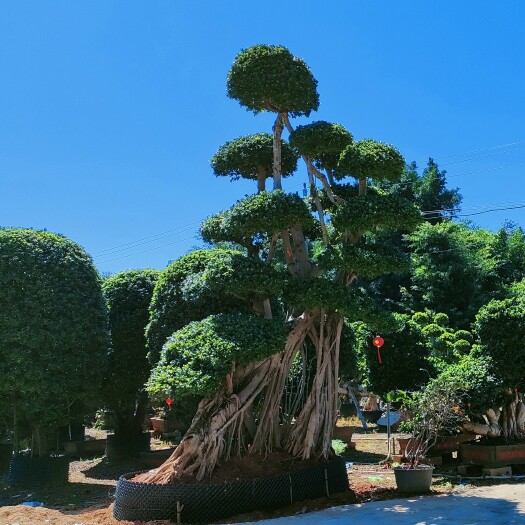 福建造型金钱榕树桩头，精美造型金钱榕树盆景，造型小叶榕桩头