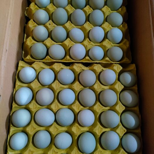 湖北武汉 中大码双色绿壳蛋 乌鸡蛋 翡翠绿壳 11个头一斤